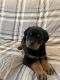 Rottweiler Puppies for sale in Swansea, MA 02777, USA. price: NA