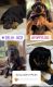 Rottweiler Puppies for sale in Delhi, India. price: 10500 INR