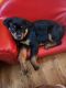 Rottweiler Puppies for sale in Hackensack, NJ, USA. price: NA