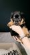 Rottweiler Puppies for sale in Glendale, AZ 85308, USA. price: NA