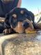 Rottweiler Puppies for sale in Coral Springs, FL, USA. price: $900