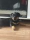 Rottweiler Puppies for sale in Heritage Creek, KY 40219, USA. price: NA
