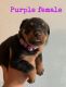Rottweiler Puppies for sale in Lubbock, TX, USA. price: $500