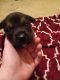 Rottweiler Puppies for sale in Bartlesville, OK, USA. price: NA