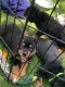 Rottweiler Puppies for sale in Love Field, Dallas, TX 75235, USA. price: NA
