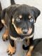 Rottweiler Puppies for sale in Annandale, VA, USA. price: NA