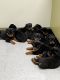 Rottweiler Puppies for sale in La Vergne, TN, USA. price: $800