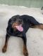 Rottweiler Puppies for sale in San Antonio, TX, USA. price: $50