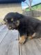 Rottweiler Puppies for sale in Dallas, TX, USA. price: $150