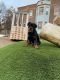 Rottweiler Puppies for sale in Philadelphia, PA, USA. price: $1,100