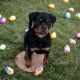 Rottweiler Puppies for sale in Hayden, AL 35079, USA. price: NA