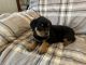Rottweiler Puppies for sale in Swansea, MA 02777, USA. price: $1,500