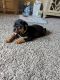 Rottweiler Puppies for sale in Memphis, TN, USA. price: $600
