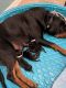 Rottweiler Puppies for sale in Newport News, VA, USA. price: NA