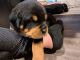 Rottweiler Puppies for sale in Courtice, ON, Canada. price: $2,000