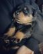 Rottweiler Puppies for sale in Brentwood, CA 94513, USA. price: $900