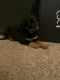 Rottweiler Puppies for sale in Wylie, TX, USA. price: NA
