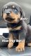 Rottweiler Puppies for sale in Cattaraugus County, NY, USA. price: $1,400
