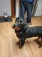 Rottweiler Puppies for sale in Lacona, NY 13083, USA. price: $500