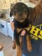 Rottweiler Puppies for sale in Shreveport, LA, USA. price: $1,300