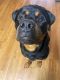 Rottweiler Puppies for sale in Tampa, FL, USA. price: $800