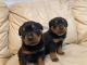 Rottweiler Puppies for sale in Lilburn, GA 30047, USA. price: NA