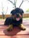 Rottweiler Puppies for sale in San Antonio, TX, USA. price: $900