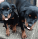 Rottweiler Puppies for sale in Temple City, CA, USA. price: $500