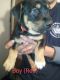 Rottweiler Puppies for sale in Charleston, WV, USA. price: $400