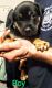 Rottweiler Puppies for sale in Charleston, WV, USA. price: $400