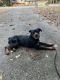 Rottweiler Puppies for sale in Atlanta, GA, USA. price: $3,000