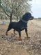 Rottweiler Puppies for sale in Atwater, CA 95301, USA. price: NA
