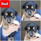 Rottweiler Puppies for sale in Kearney, NE, USA. price: $500