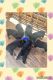 Rottweiler Puppies for sale in Lake Worth, FL, USA. price: $2,000