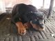 Rottweiler Puppies for sale in Alhambra, CA, USA. price: $500