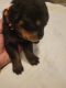 Rottweiler Puppies for sale in Indianapolis, IN, USA. price: $150,000
