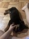 Rottweiler Puppies for sale in New Rochelle, NY, USA. price: $1,200