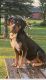 Rottweiler Puppies for sale in Lowell, IN 46356, USA. price: NA