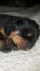 Rottweiler Puppies for sale in Spring Mills, PA 16875, USA. price: $1,500
