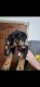 Rottweiler Puppies for sale in Lodi, CA, USA. price: $2,000