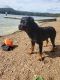 Rottweiler Puppies for sale in Klamath Falls, OR, USA. price: $1,500