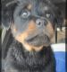 Rottweiler Puppies for sale in Wadsworth, NV 89442, USA. price: $1,200