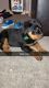 Rottweiler Puppies for sale in 10131 Grayton St, Detroit, MI 48224, USA. price: NA