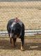Rottweiler Puppies for sale in Grand Junction, CO, USA. price: $100,000
