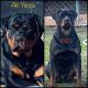 Rottweiler Puppies for sale in Egg Harbor Township, NJ 08234, USA. price: NA