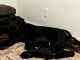 Rottweiler Puppies for sale in Loganville, GA 30052, USA. price: $2,500