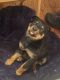 Rottweiler Puppies for sale in Las Vegas, NV, USA. price: $600