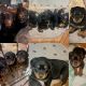 Rottweiler Puppies for sale in Georgetown, CA 95634, USA. price: NA