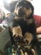 Rottweiler Puppies for sale in McDonough, GA, USA. price: $1,400
