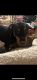 Rottweiler Puppies for sale in Tobaccoville, NC, USA. price: $400